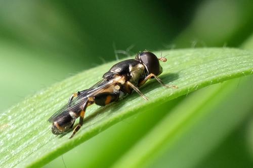 Réf. 303 598 : Syritta pipiens